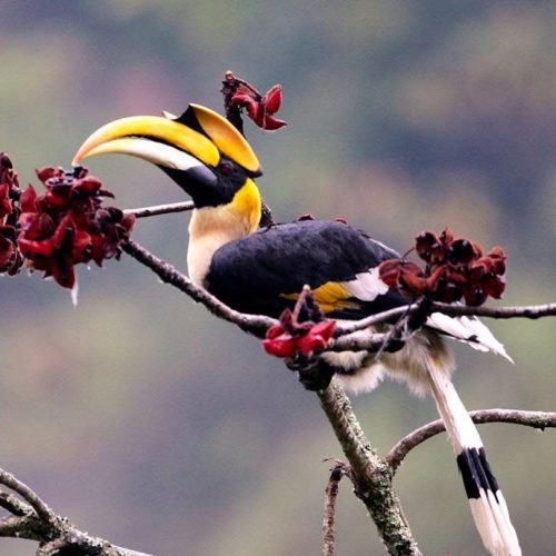 Hornbill